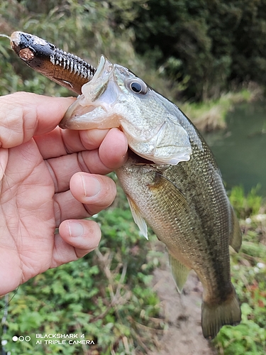 ブラックバスの釣果