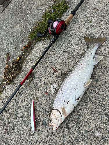 アメマスの釣果