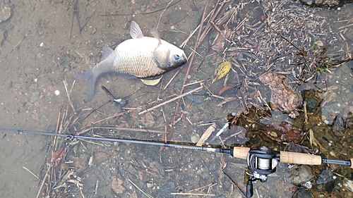 フナの釣果