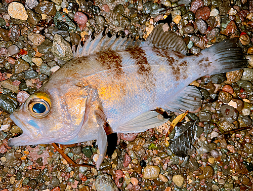 シロメバルの釣果