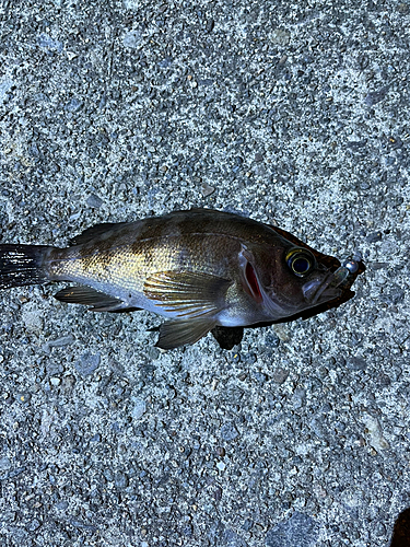 メバルの釣果