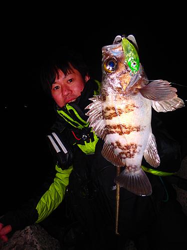 メバルの釣果