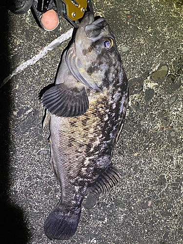 クロソイの釣果