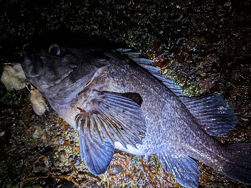 マゾイの釣果