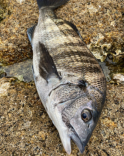 チヌの釣果