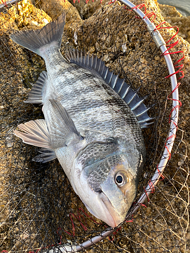 チヌの釣果