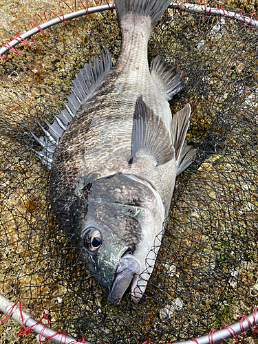 チヌの釣果