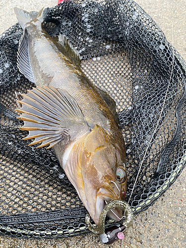 アイナメの釣果