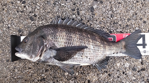 チヌの釣果