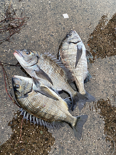 チヌの釣果