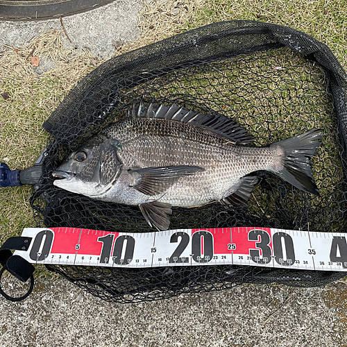 クロダイの釣果