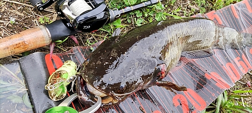 マナマズの釣果