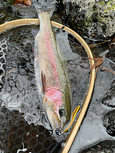 ニジマスの釣果