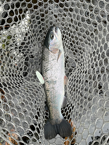 ニジマスの釣果