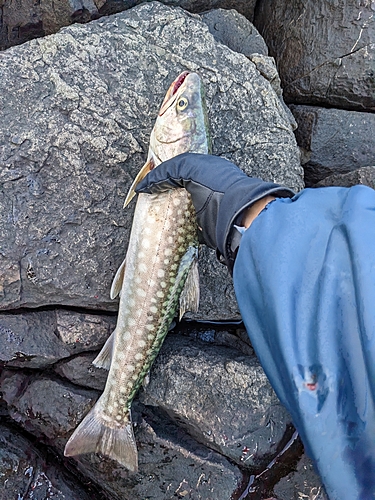 アメマスの釣果