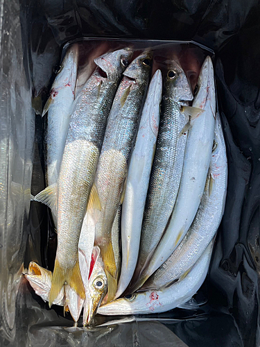 アカカマスの釣果