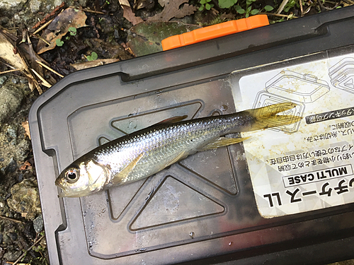 カワムツの釣果