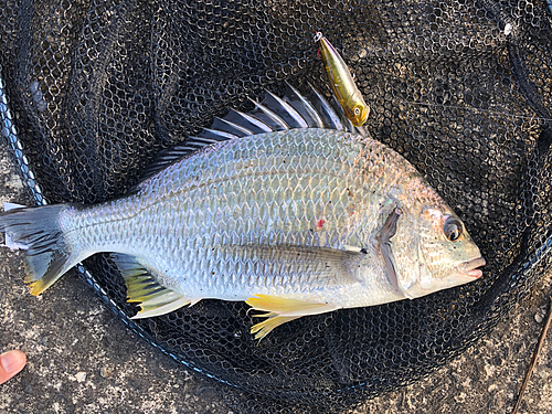 キビレの釣果