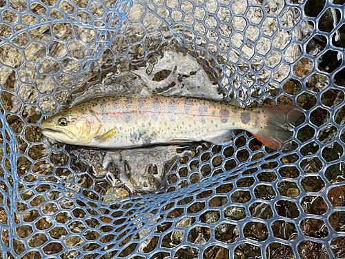 アマゴの釣果