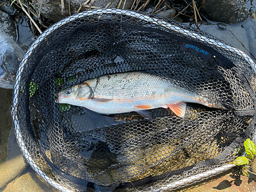 マルタウグイの釣果