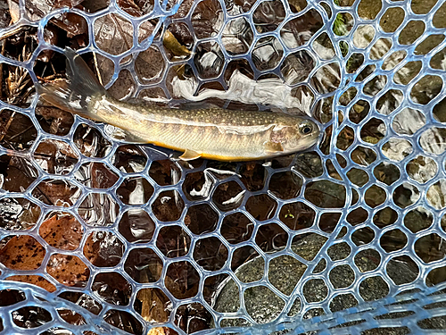 イワナの釣果