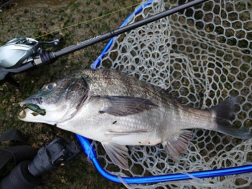 チヌの釣果