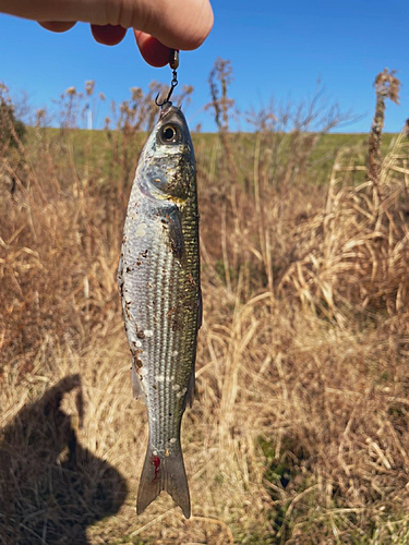 ボラの釣果