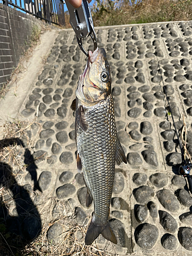 ニゴイの釣果