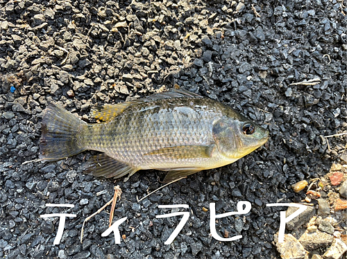 ナイルティラピアの釣果