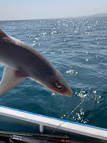 サメの釣果