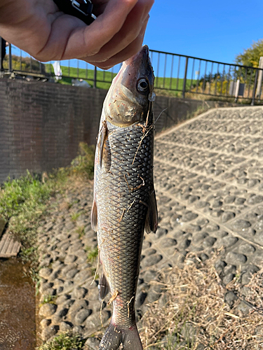 ニゴイの釣果