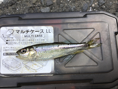 カワムツの釣果