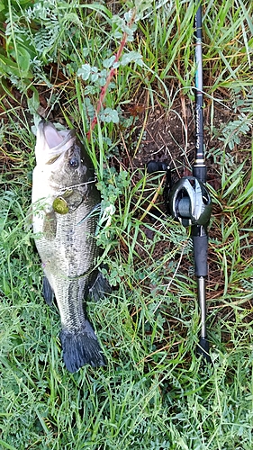 ブラックバスの釣果