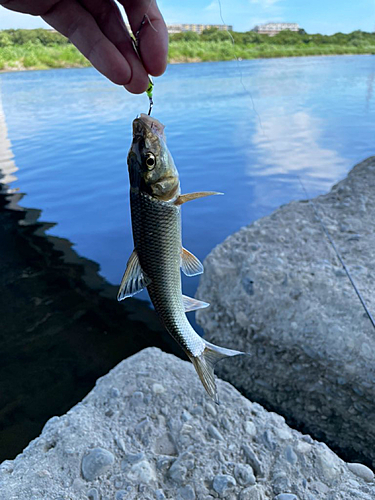 ニゴイの釣果