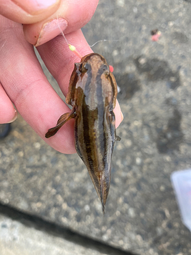 ハゼの釣果