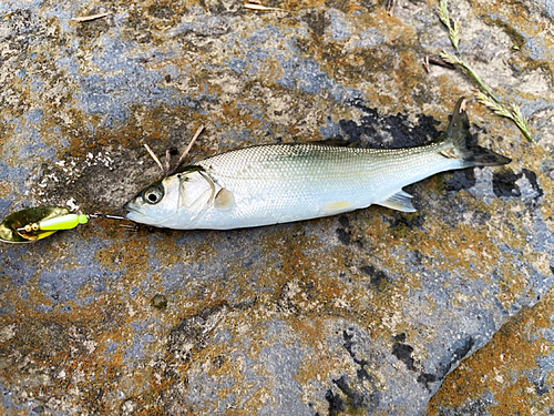 ウグイの釣果