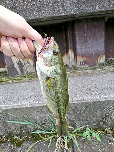 ラージマウスバスの釣果