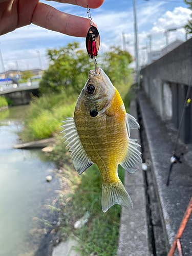 ブルーギルの釣果