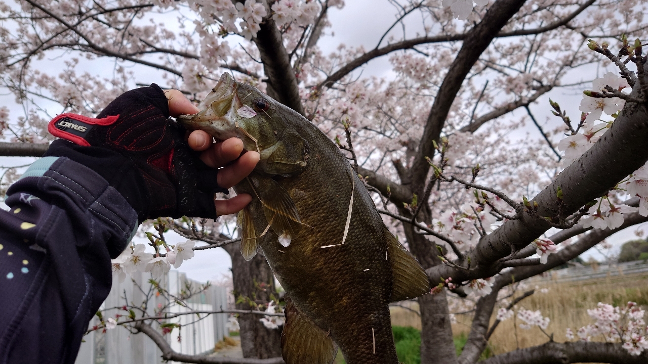 スモールマウスバス