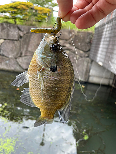 ブルーギルの釣果