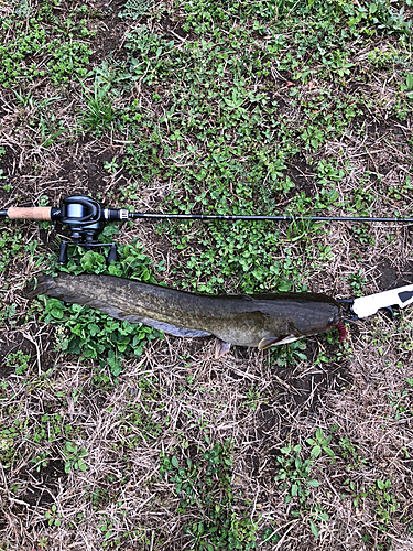 ナマズの釣果