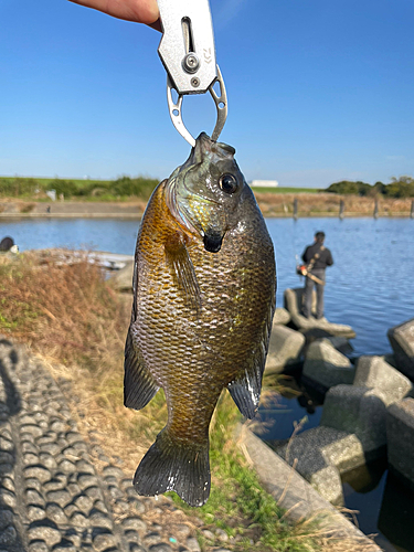 ブルーギルの釣果