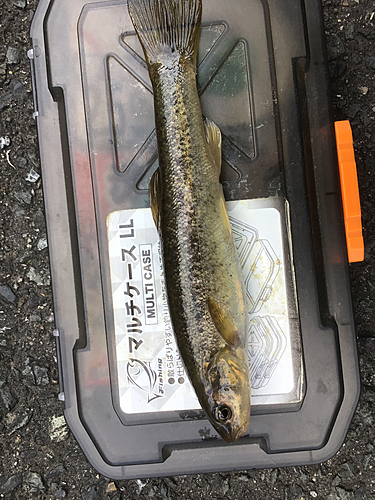 タカハヤの釣果