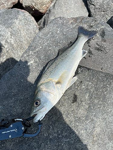 フッコ（タイリクスズキ）の釣果