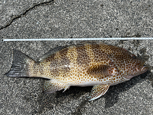 オオモンハタの釣果