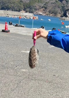 コウイカの釣果