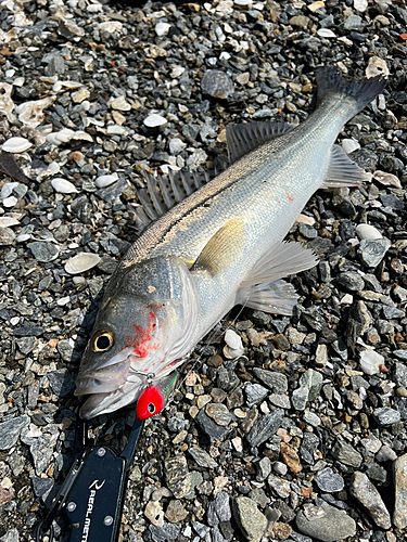 フッコ（タイリクスズキ）の釣果