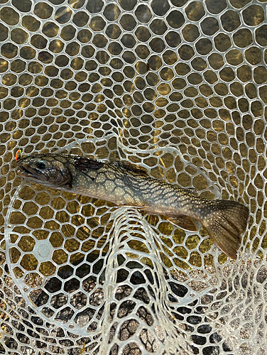 アメマスの釣果