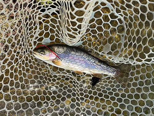 ニジマスの釣果