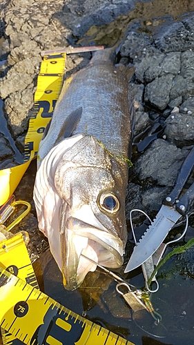 ヒラスズキの釣果